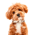 Load image into Gallery viewer, Ballon Beige Dog Collar | Premium Collar | SANDDOG
